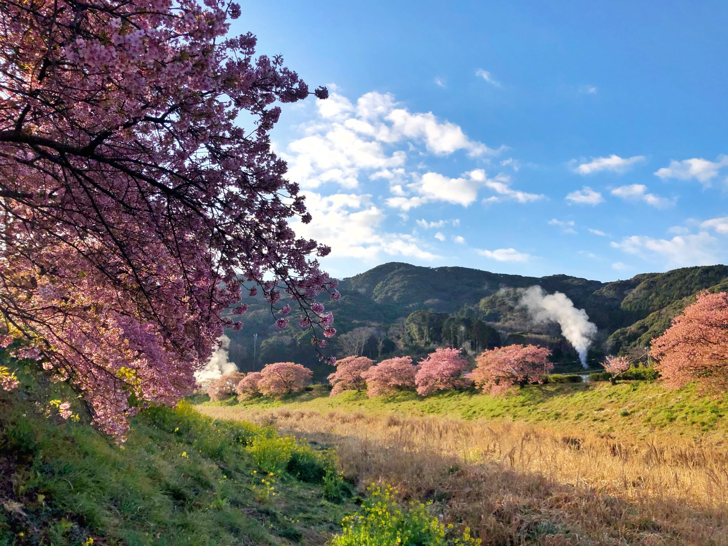 Cherry blossomさま専用 Amazon.com : GRELIM Sakura Powder Premium Original Cherry Blossom
